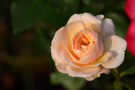 Roseの写真素材