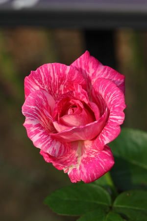 Roseの写真素材