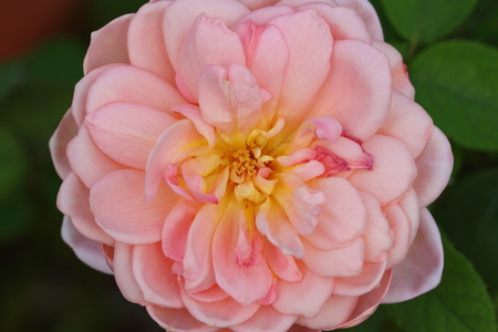 Roseの写真素材