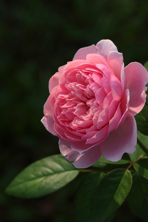 Roseの写真素材