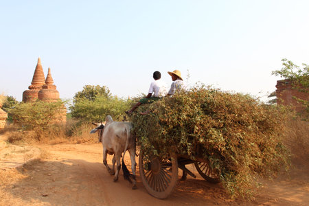 two white oxen pulling wooden cart with hay on dusty road at sunset. Bagan, Myanmarのeditorial素材