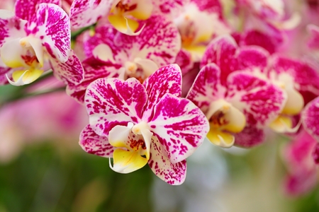 Beautiful orchid flower in tropical gardenの写真素材