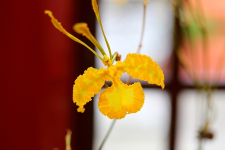 Beautiful orchid flower in tropical gardenの写真素材