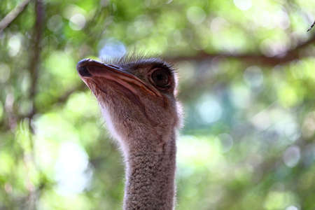 Portrait of an ostrich in a farm, Ostrich face close upの写真素材