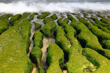 Laomei Green Reef, volcanic rocks with seasonal algae in Shimen District, New Taipei City, Taiwanの写真素材