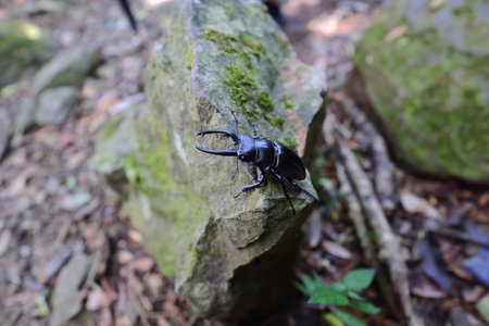 Stag beetle (Lucanus cervus) on a rock.の写真素材
