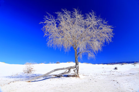 Frozen tree in the snow against the blue sky, winter landscapeの写真素材
