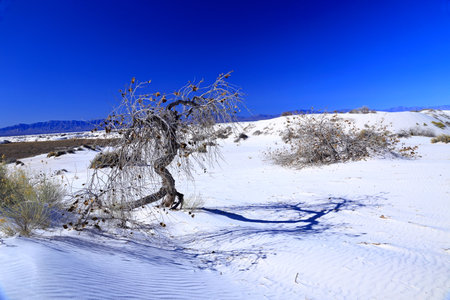 Beautiful landscape in the White Sands National Monument, New Mexico, USAの写真素材