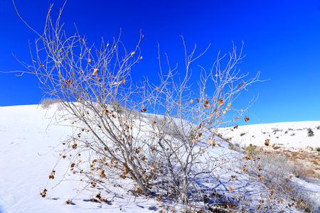 snow-covered trees and blue sky in winter, closeup of photoの写真素材