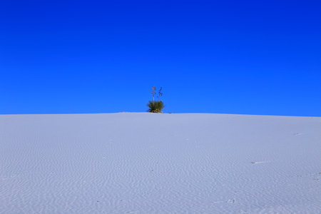 Yucca in the White Sand at White Sands National Park in New Mexico, USAの写真素材