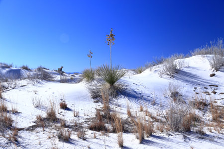 Yucca in the White Sand at White Sands National Park in New Mexico, USAの写真素材
