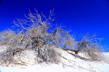 steppe in winter, the trees in the snow, the blue skyの写真素材
