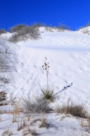 Yucca in the White Sand at White Sands National Park in New Mexico, USAの写真素材