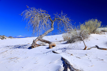Dead trees on the white sand dunes of the Negev Desert in Israelの写真素材