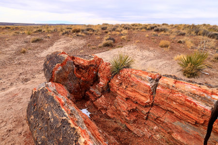 Petrified Forest National Park, a natural attraction place with many petrified tree trunks and fossils, in Arizona, USA.の写真素材