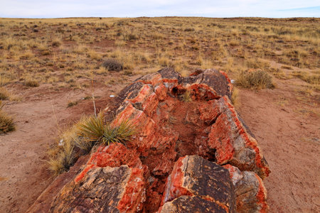 Rocks in the Petrified Forest National Park, Arizona, USAの写真素材