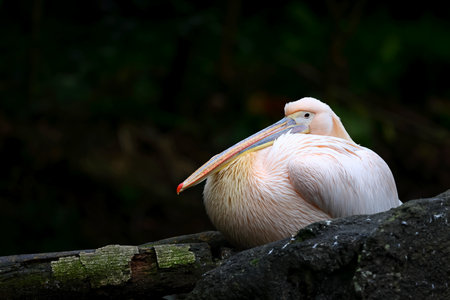 Pink pelican (Pelecanus onocrotalus)の写真素材