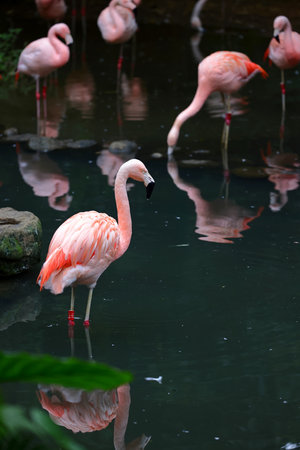 Pink flamingo in the pond with reflection on water surface, Thailand.の写真素材