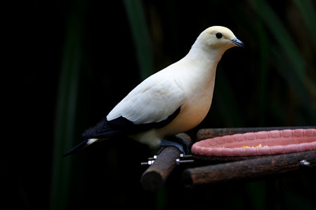 Pied Imperial Pigeon perching on a tree at zoo in Taipei Taiwanの写真素材