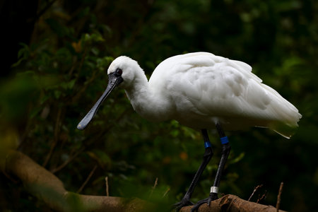 Black-faced Spoonbill (Platalea minor) standing in water at zoo in Taipei Taiwanの写真素材