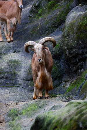 Aoudad Ram Standing on rocks at zoo in Taipei Taiwanの写真素材