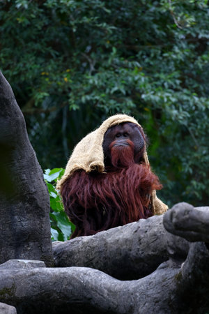 Bornean orangutan (Pongo pygmaeus)の写真素材