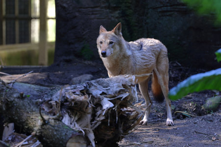 Wolf in the zoo. Wild animal in the zoo. Wildlife scene from nature.の写真素材