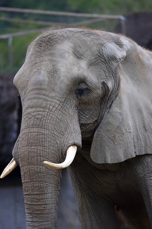 Elephant in Chiangmai zoo,Thailand,Asiaの写真素材