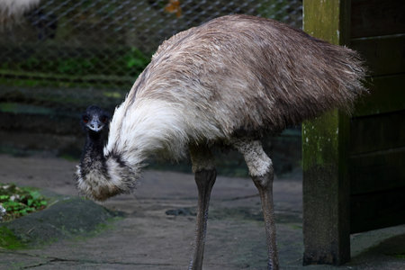 Australian emu - Dromaius novaehollandiaeの写真素材