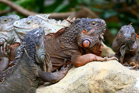Iguana on the rock in the zoo,Thailand.の写真素材