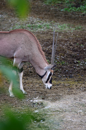 Gemsbok (Oryx gazella) in the zooの写真素材
