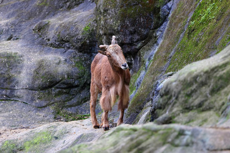 Aoudad Ram Standing on rocks at zoo in Taipei Taiwanの写真素材