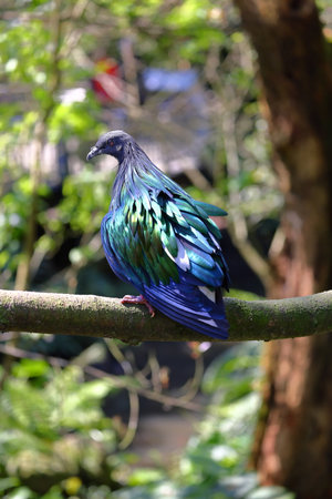 Nicobar Pigeon (Nicobarica nicobarica)の写真素材