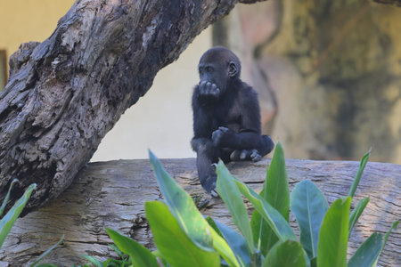 Gorilla family at Taipei zoo in Taipei Taiwan