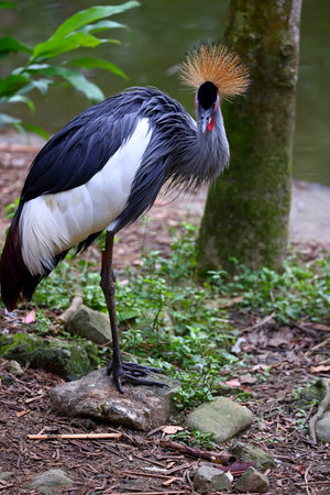 Grey Crowned Crane - Balearica regulorum, also known as the Grey Crowned Craneの写真素材