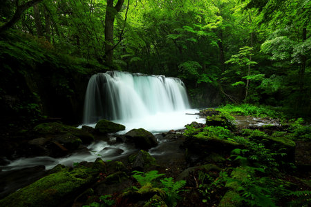 Summer green colors of Oirase River, located at Towada, Aomori, Japanの写真素材