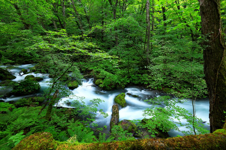 Summer green colors of Oirase River, located at Towada, Aomori, Japanの写真素材