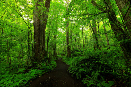 Summer green colors of Oirase River, located at Towada, Aomori, Japanの写真素材