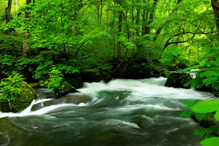 Summer green colors of Oirase River, located at Towada, Aomori, Japanの写真素材