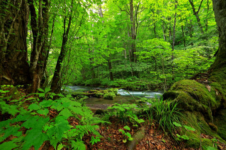Summer green colors of Oirase River, located at Towada, Aomori, Japanの写真素材