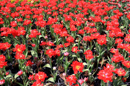Colorful tulip flowers bloom in the garden  in spring seasonの写真素材