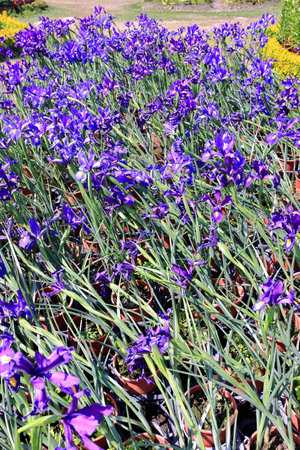 Purple iris flowers in the garden on sunny summer day.の写真素材