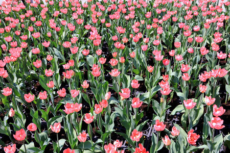 Tulip. Beautiful bouquet of tulips. colorful tulips. tulips in spring,colourful tulipの写真素材