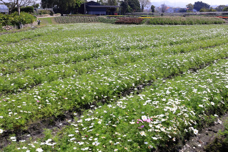 Field of daisies in the countryside of Taiwan, Asia.の写真素材