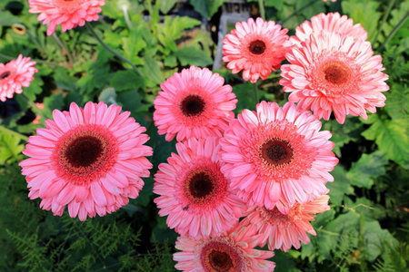 Pink gerbera flowers in the garden, closeup of photoの写真素材