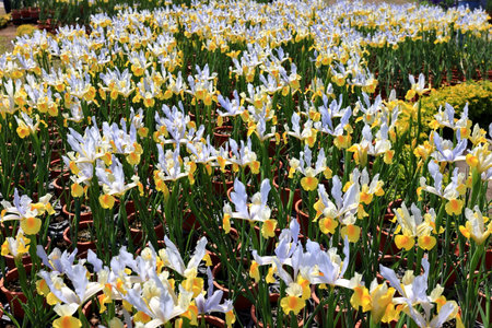 Iris flowers in the garden, closeup of beautiful spring flowersの写真素材