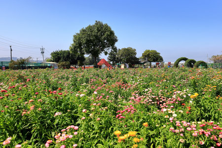 Chrysanthemum flower field in the park, closeup of photoの写真素材