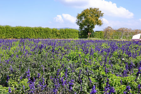 purple salvia flowers blooming in the garden with blue skyの写真素材