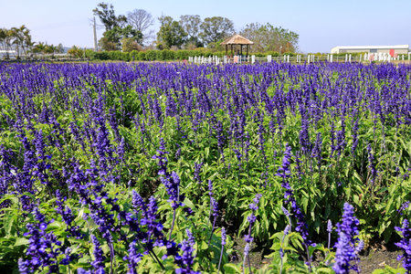 Purple salvia flowers blooming in the garden, selective focusの写真素材