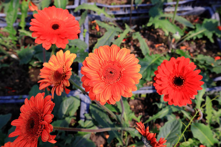 Orange gerbera flowers in the garden on a sunny day.の写真素材